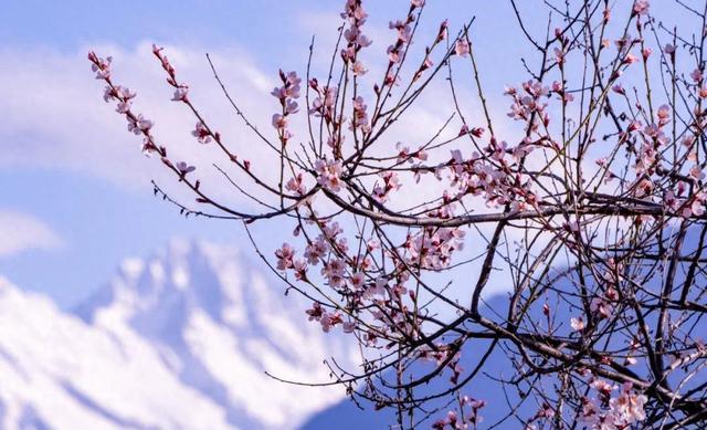 盛开的桃花与远处的雪山相映成景