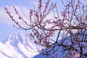 西藏林芝桃花节：雪域江南的春日盛宴